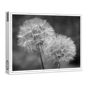 raxxa Premium-Puzzle: Pusteblumen