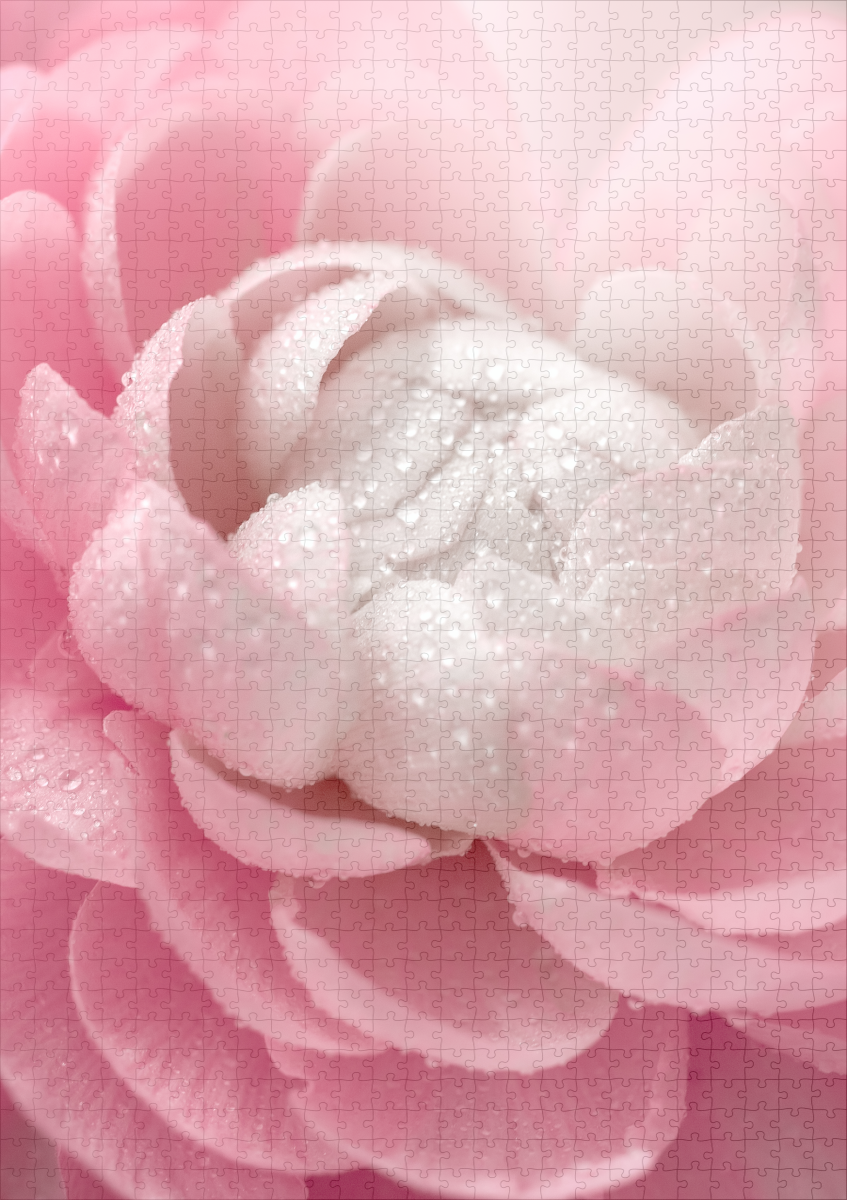 raxxa Premium-Puzzle: Zarte Blume - Imagen 2