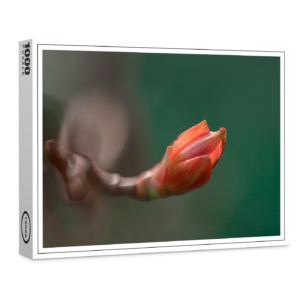 raxxa Premium-Puzzle: Knospe