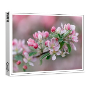 raxxa Premium-Puzzle: Apfelblüte