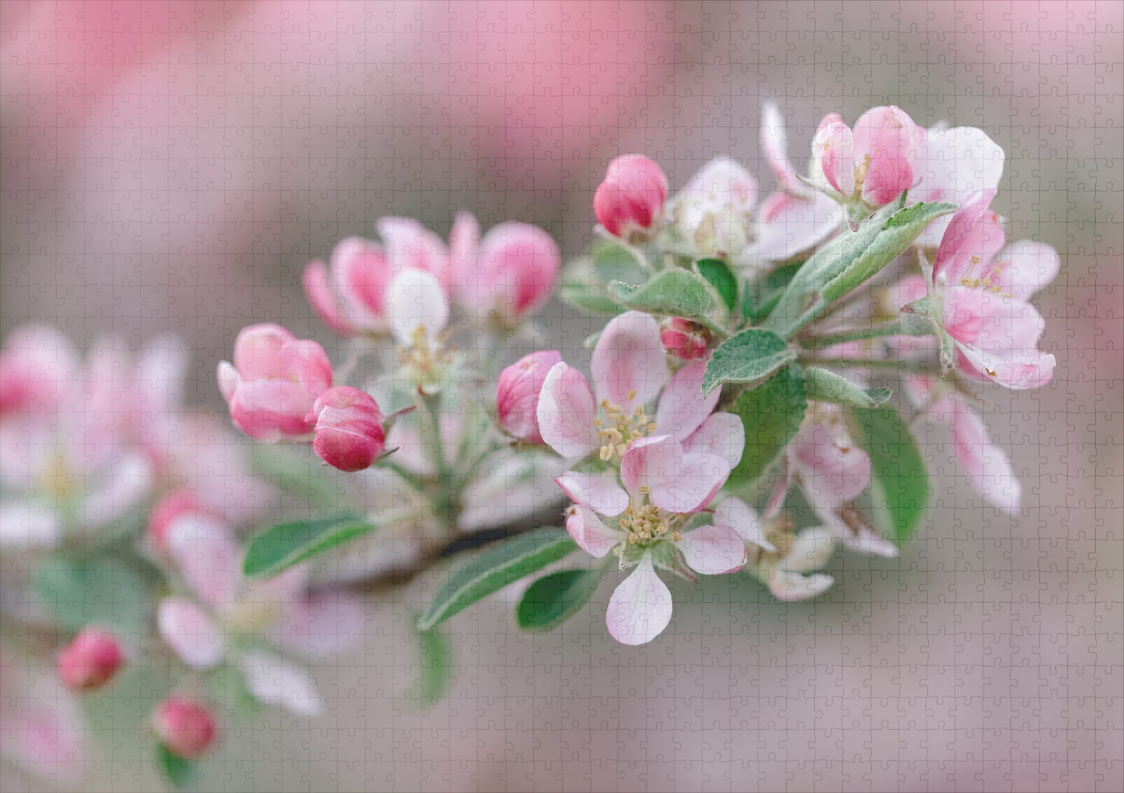 raxxa Premium-Puzzle: Apfelblüte - Image 2
