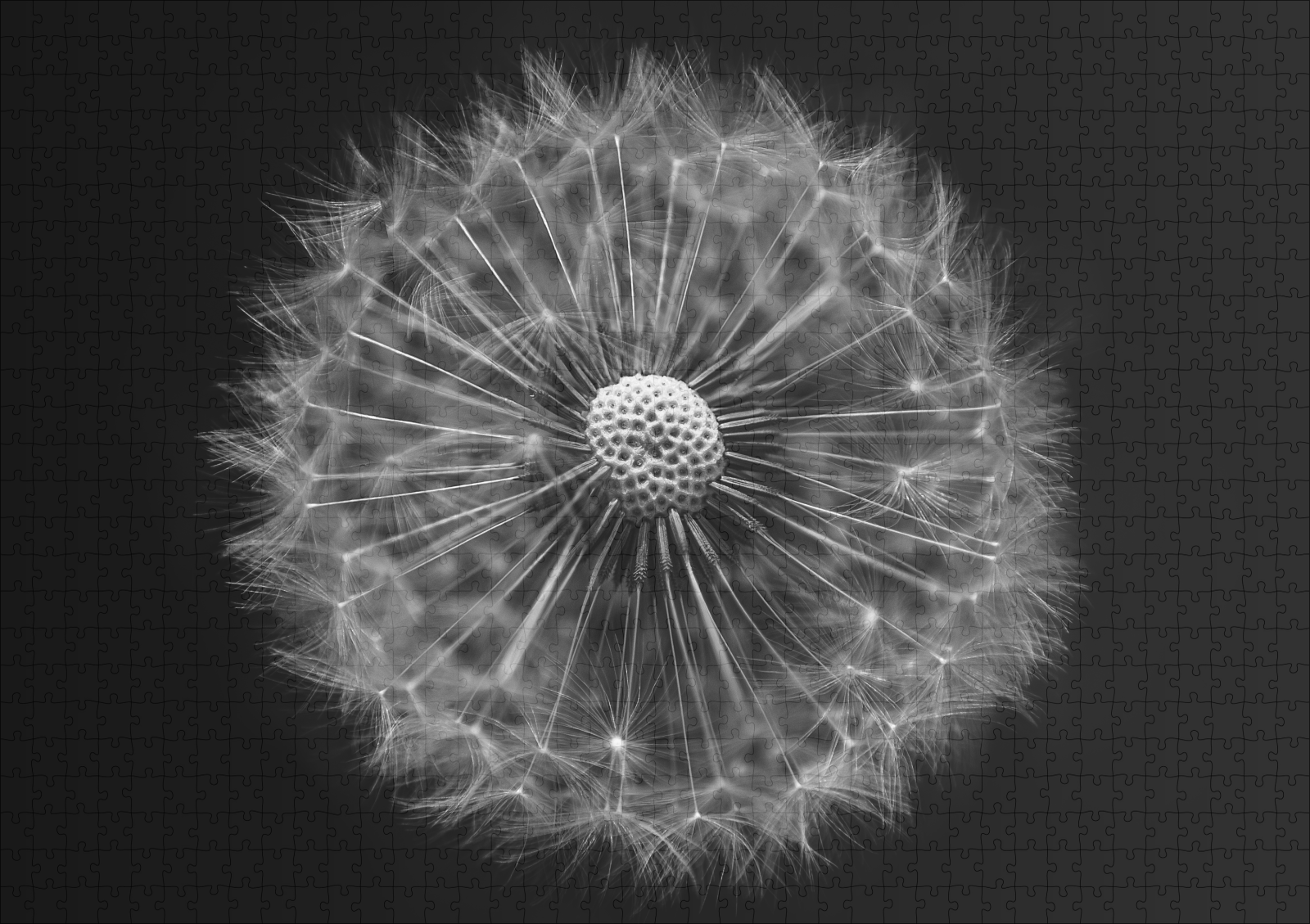 raxxa Premium-Puzzle: Pusteblume 2 – Bild 2