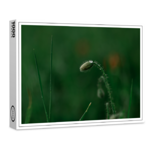 raxxa Premium-Puzzle: Knospe mit Morgentau