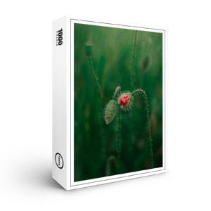 raxxa Premium-Puzzle: Das Aufblühen