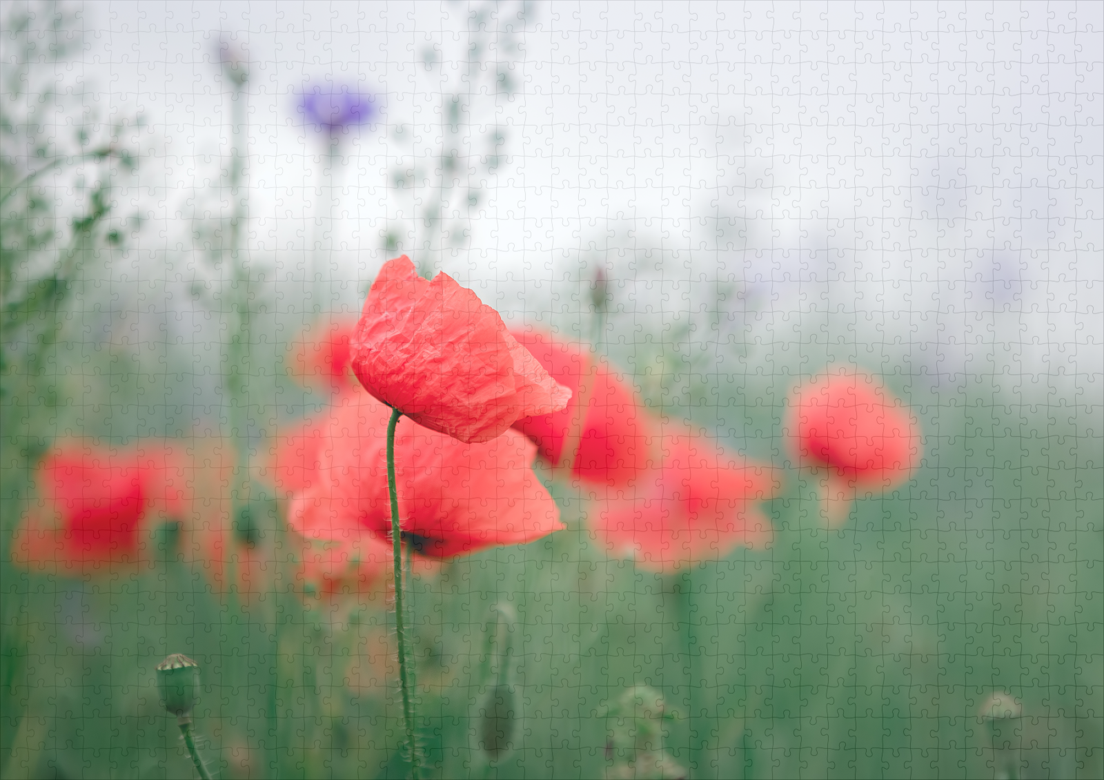 raxxa Premium-Puzzle: Klatschmohn – Image 2