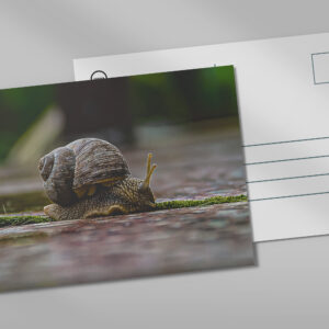 raxxa Postkarte: Schnecke