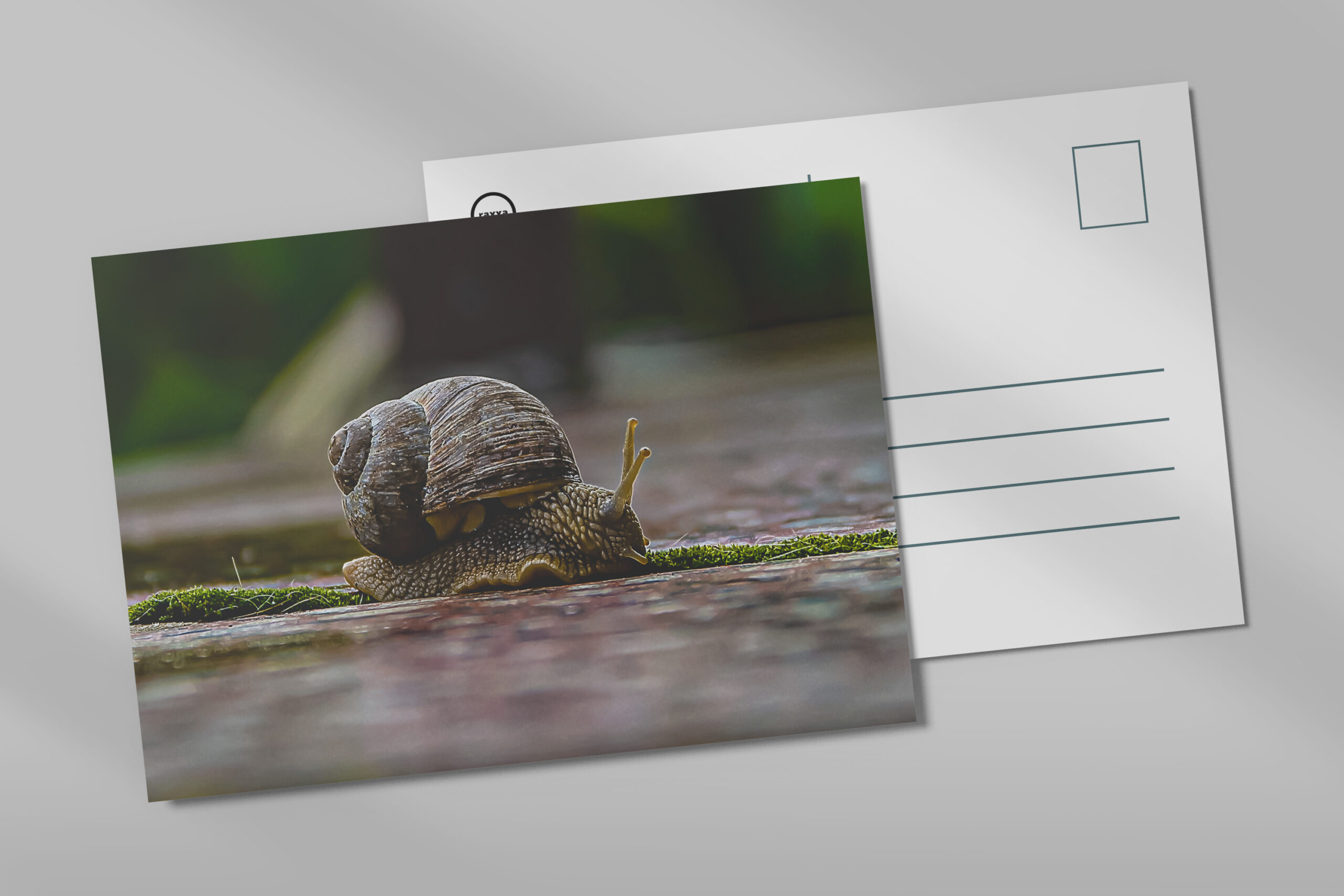 raxxa Postkarte: Schnecke