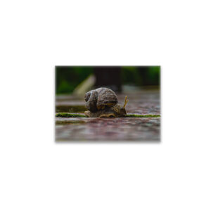 raxxa Glas-Magnet: Schnecke