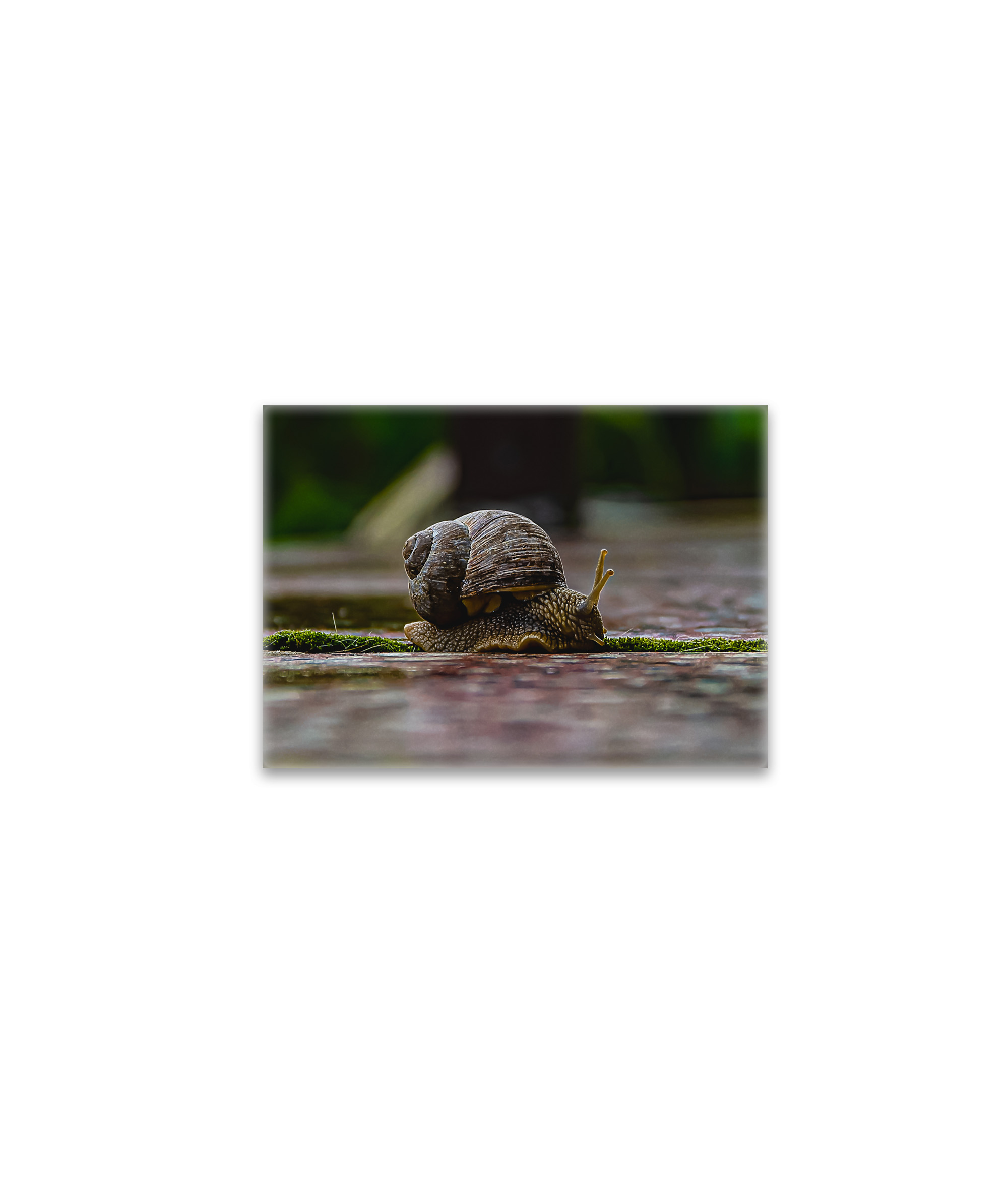 raxxa Glas-Magnet: Schnecke