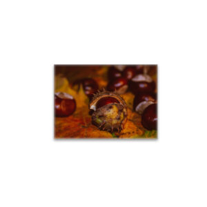 raxxa Glas-Magnet: Neues Bild
