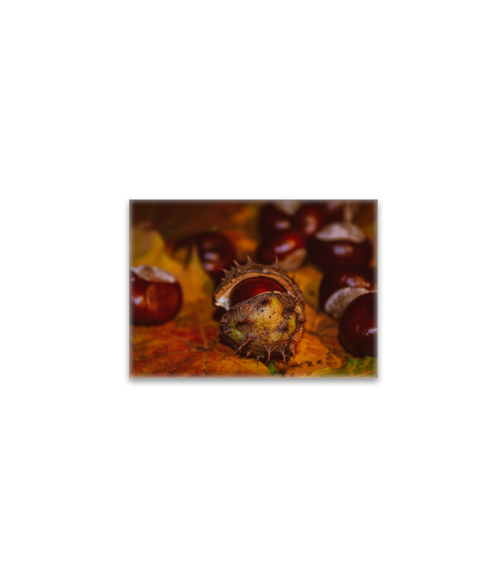 raxxa Glas-Magnet: Neues Bild