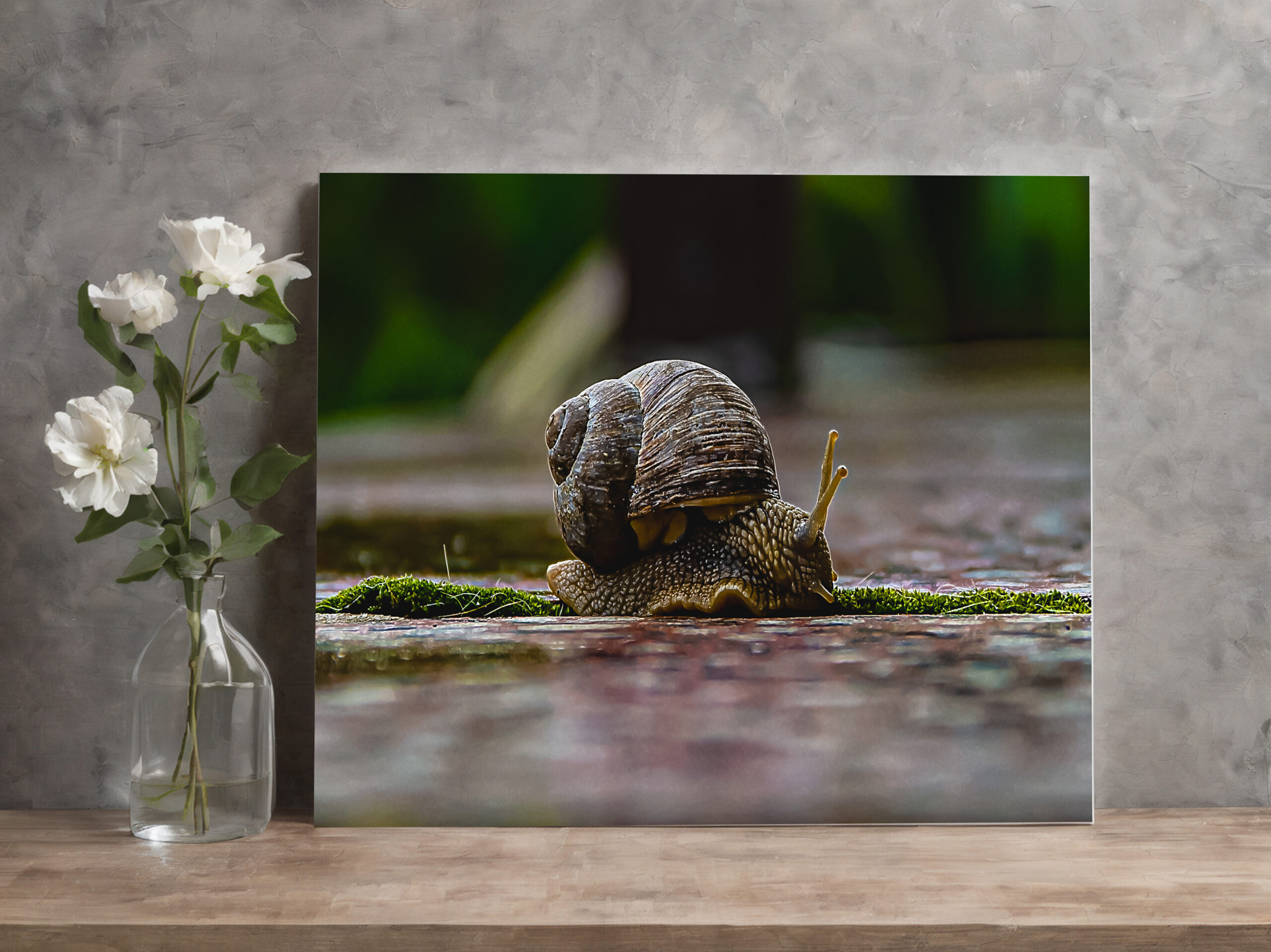 raxxa Canva: Schnecke – Bild 2