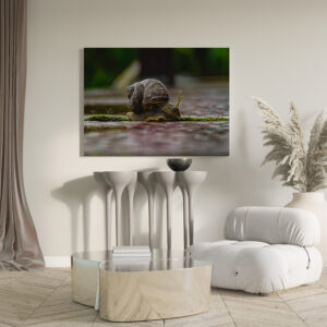 raxxa Canva: Schnecke