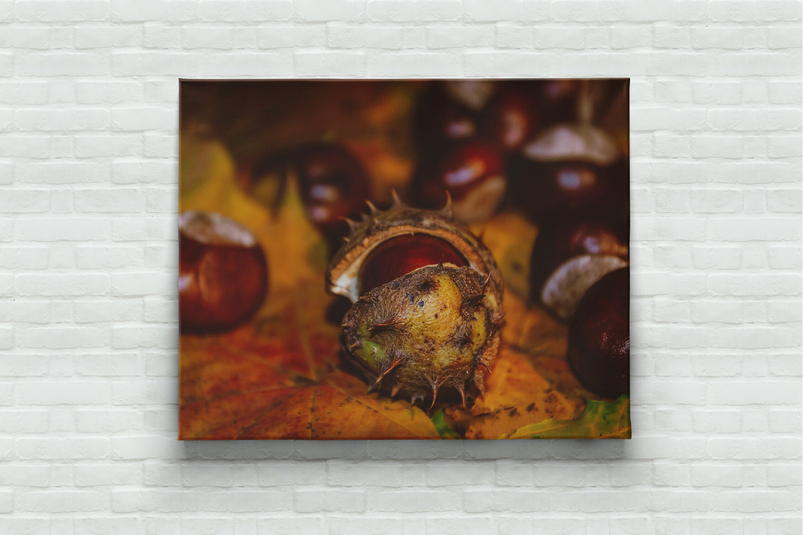 raxxa Canva: Neues Bild - immagine 3