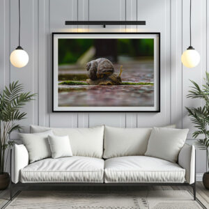 Poster: Schnecke