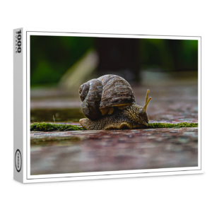 raxxa Premium-Puzzle: Schnecke