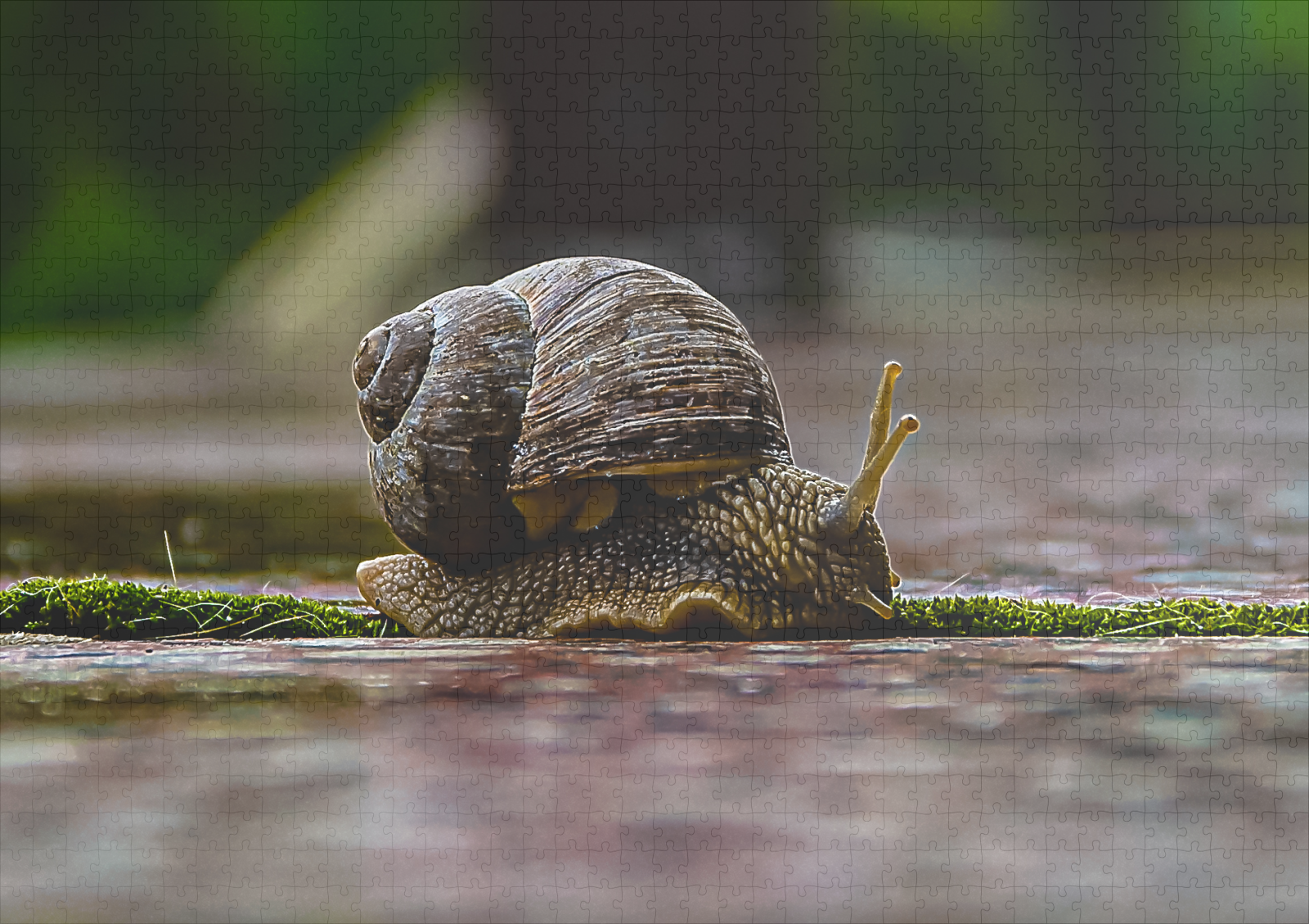 raxxa Premium-Puzzle: Schnecke – Bild 2